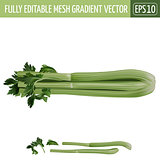 Celery on white background. Vector illustration