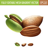 Almond on white background. Vector illustration