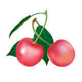 Pink Cherry on white background