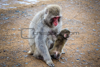 Japanese macaque and baby, Iwatayama monkey park, Kyoto, Japan