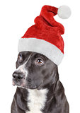 Cute black dog with santa hat