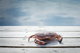 alive crab standing on wooden floor