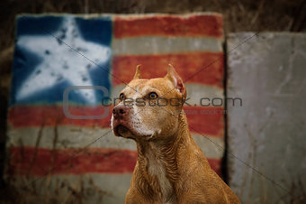 American Pitbull Terrier dog