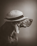 Weimaraner dog with a straw Hat