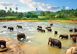 Elephants in water in the afternoon