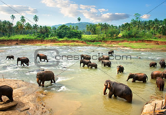 Elephants in water in the afternoon