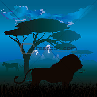 African Night with Lion