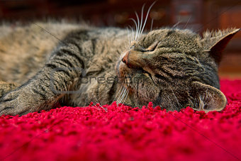 The gray cat sleeps comfortably on a red carpet.