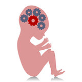 Baby development - Pregnancy