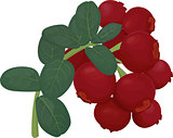 Branch of red lingonberry with green leaves