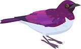 Amethyst Starling vector illustration
