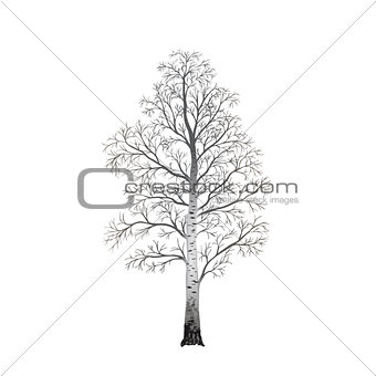 detached tree birch without leaves