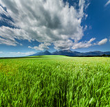 Fresh Green Wheat Field Under Scenic Dramatic Sky
