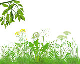 Grasses with herbs and flowers, Illustration