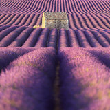 Lavender field in Provence (France)