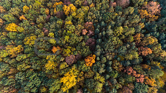 Autumn forest with green and yellow leaves, aerial drone view