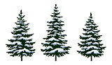 Christmas Fir Trees
