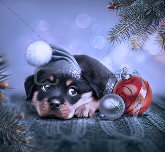 dog with christmas background