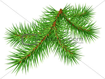 Green pine branch on white background