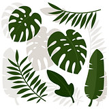 Tropical leaves. Vector illustration.