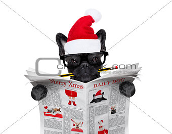dog  reading newspaper on christmas holidays