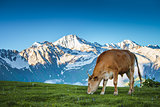Summer landscape in the Alps with cow grazing