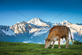 Summer landscape in the Alps with cow grazing