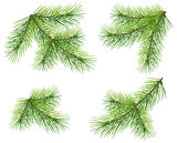 Set green pine branch isolated on white. Lush fluffy fir Christmas tree twig