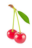 Fresh juicy cherries with green leaf