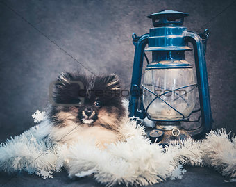 Pomeranian Spitz dog puppy in garlands on Christmas or New Year