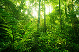 tropical rainforest landscape