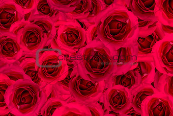 Rose red flower blossom background