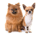 young chihuahua and spitz
