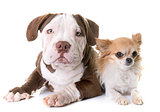 puppy american bully and chihuahua