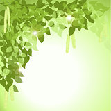 green background: branch of a birch tree