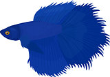 Siamese fish, illustration siamese fish isolated