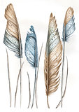 Watercolor illustration of bird feathers
