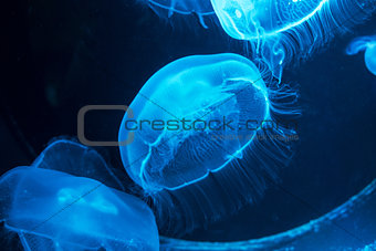 Blue neon jellyfish glowing in the dark