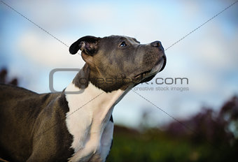 American Pit Bull Terrier puppy dog