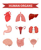 Internal organs of the human icons set, flat style. Collection with heart, liver, lungs, kidneys, stomach, female reproductive system, brain, intestines. Anatomy, medicine, concept. Healthcare. vector.
