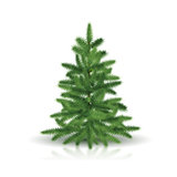 fir tree with green branches
