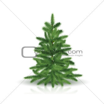 fir tree with green branches