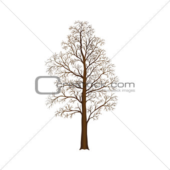 silhouette detached tree birch with leaves
