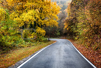 Road on the forest in autumn