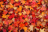 Fallen leaves in Autumn