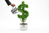Potted plant with dollar shape. 3D Rendering