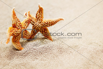 Meeting two starfish. The concept of a triotic trip for two or meeting two old friends