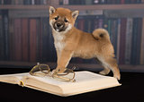 dog Shiba Inu reading books