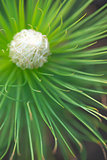  green fir