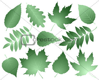 vintage collection of leaves and branches